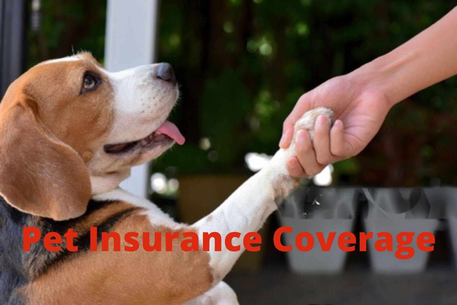 What is Pet Insurance and How Does It Work? - Spreading Information